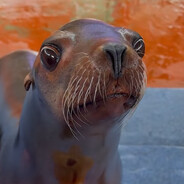 Usman Abdul Jalil Shisha