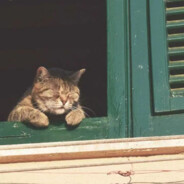 好吃懒做懒羊羊