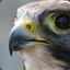 gfycat.com/PlainGlumGoshawk