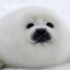 Seal Appreciator