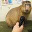 Capybara David