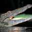 crocodilo sem dente