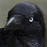 RavenInTheStars avatar