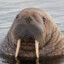 NitroWalrus