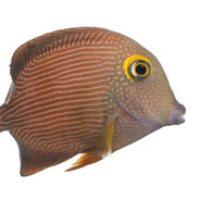 Swimmy fish