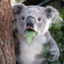 StrangeKoala