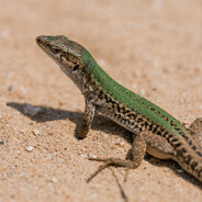 LizardJuice