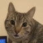 老年痴呆猫猫头