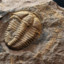 Trilobite