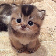 Meow's avatar