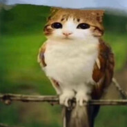 Owlcat