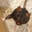 Smelly Rat