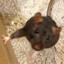 Smelly Rat