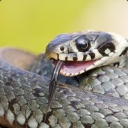 SVEKLAmz GoDota2.com