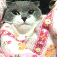 闲与仙人扫落花