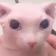Bingus