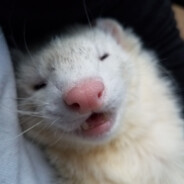 Ferret