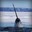 LeNarwhal