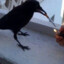 crow smoking a cigarette