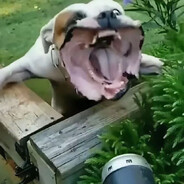 амбассадор сисек