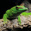 Sleek Gecko