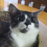 我不会烧白开水