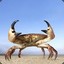 Crustacean_Sensation