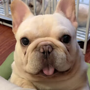 梁山伯与猪硬来