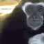Just a sad monke