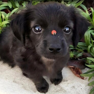 acd avatar