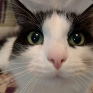 OpaOpa avatar