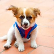 ☜➊☞ Tom Cody ☜➊☞