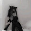 Kitty