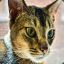 Toby the Abyssinian Cat