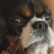 N0n1*** "birdshit enjoyer"