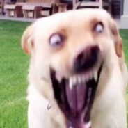 橘子不是唯一的水果