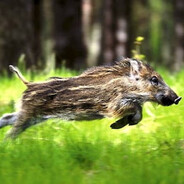 Jaga997 i do pieca skins.army