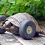 TurboTortoise