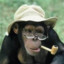 Wise Monke