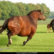Kukkulankunkku - steam id 76561197966475600