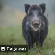 ЖУЧиЙ ЛЕтучень