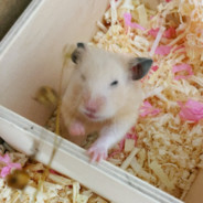 햄소토 아뵤요정