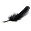 Black Wing