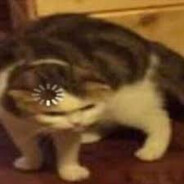 Cat. exe stopped working