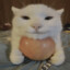 apple cat