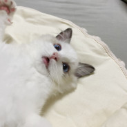 桜が咲いています