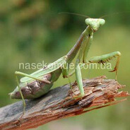 НАРОДНИЙ БОГОМОЛ