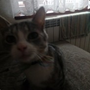 SexownaKocica csgo-skins.com