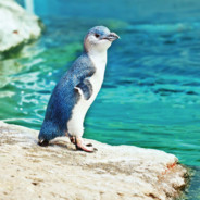 Blue Penguin