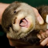 Otter